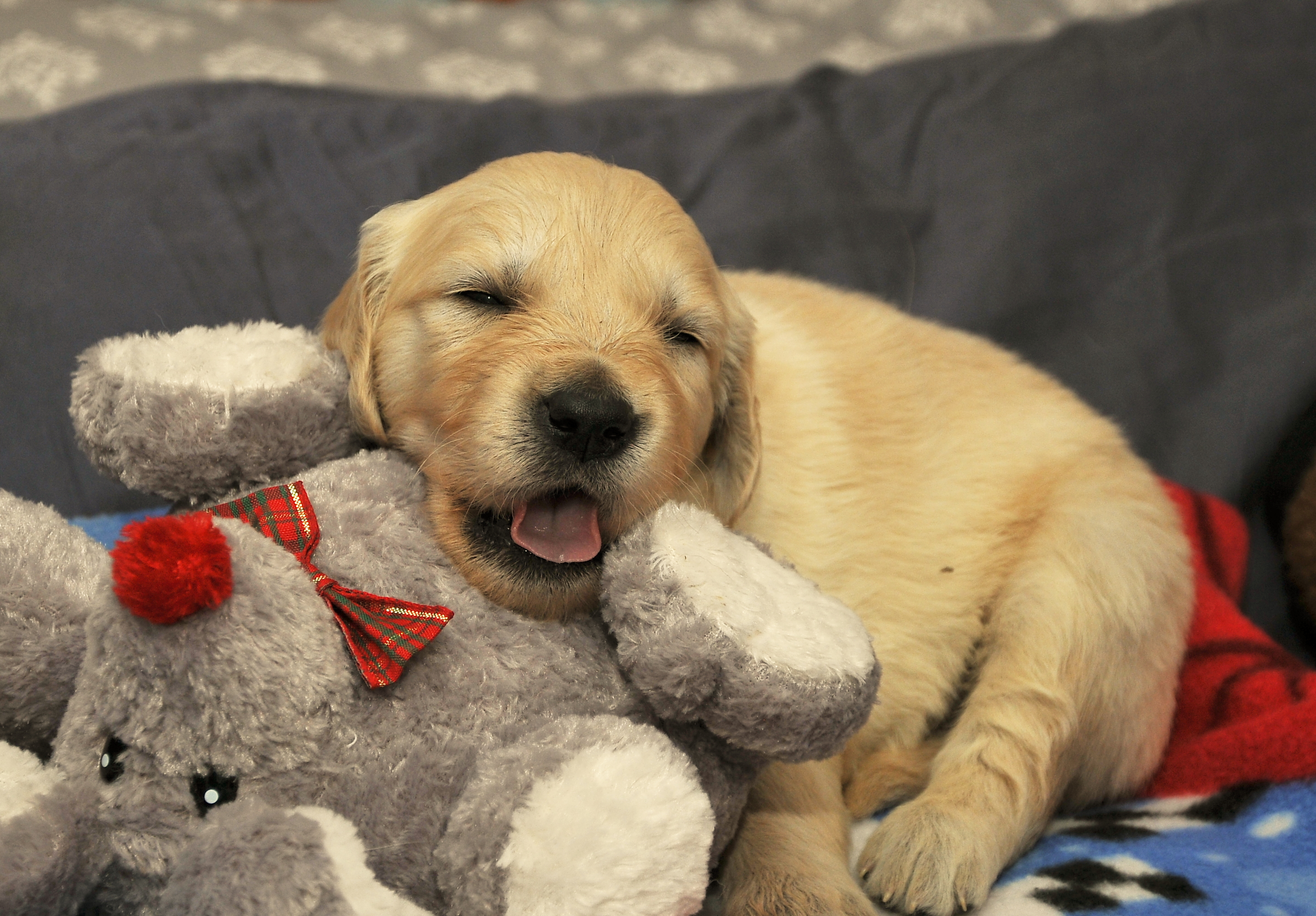 Second photo of Luna, a cute Golden Retriever puppy.